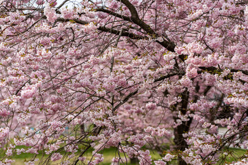 Cherry blossom in a park.