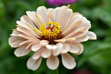 Yellow red white cynia close up macro photo