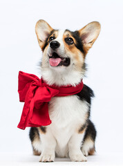 fashionable dog looks in a red bow welsh corgi breed on a white background