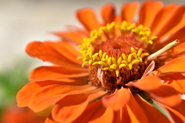 Yellow red white cynia close up macro photo