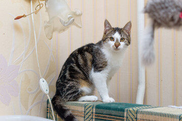 The cat sits on the back of the sofa and follows the mouse in the foreground
