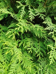 green fern background
