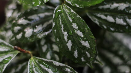 Rain drops on the leafs