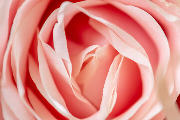 Closeup macro photo of pink rose petals.