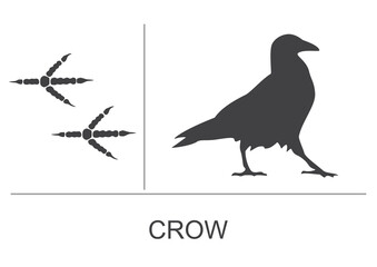 Silhouette and footprints of a crow. Vector illustration.