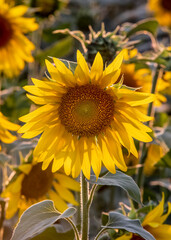 Beautiful bright sunflower close up. Perfect desktop wallpaper. For design and interior decoration