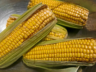 Milho IMG_8437