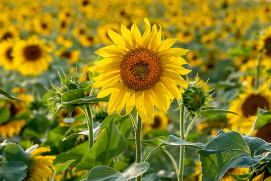 Beautiful bright sunflower close up. Perfect desktop wallpaper. For design and interior decoration