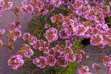 Cherry blossom seen from above.