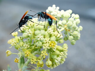 Two Tarantula Hawk Wasps on green and white flower. 