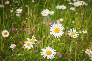Field of camomiles at sunny day at nature. Camomile daisy flowers, field flowers, chamomile flowers, spring day