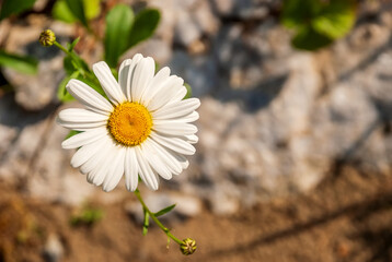 Obraz premium Chamomile on a sunny day on a background of stones. Chamomile flowers, wildflowers, chamomile flowers, spring day