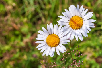 Obraz premium Field of camomiles at sunny day at nature. Camomile daisy flowers, field flowers, chamomile flowers, spring day