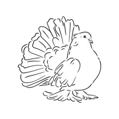 Realistic hand drawn dove. Vector illustration or element for your design.