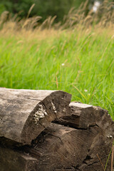 log stump and green wheat grass