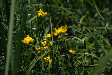 Beautiful yellow wildflowers on a background of green grass on a sunny summer day.