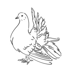 Realistic hand drawn dove. Vector illustration or element for your design.