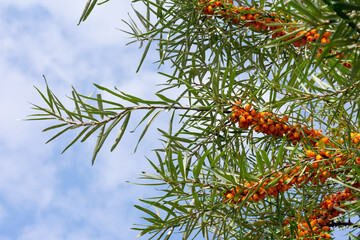 Naklejka na ściany i meble Branches of sea buckthorn with lot of ripe orange sour ripe berries on blue summer sky.