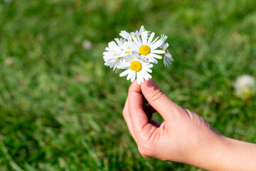 Little bouquet of delicate white flowers symbolizing purity. Blossoming opened daisies on bokeh background