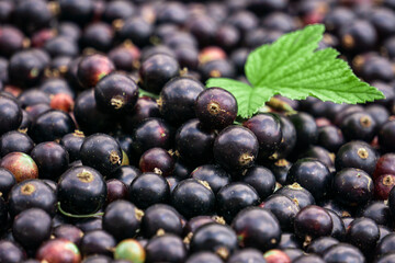 Black currant background. Berries background. Fresh organic currant from village garden. Fresh currant photo. Ecological berries for desserts, smoothie or jam.