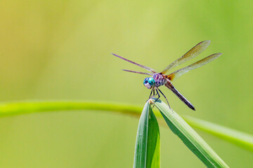 Fototapeta premium Dragonfly on a green reed