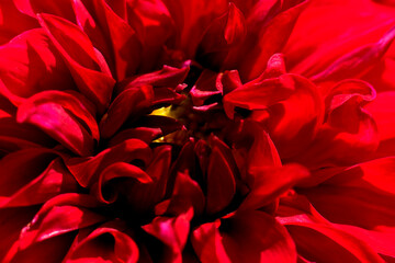 Sunlit red colored dahlia flower core. Petals on bright sunlight as botanical floral background