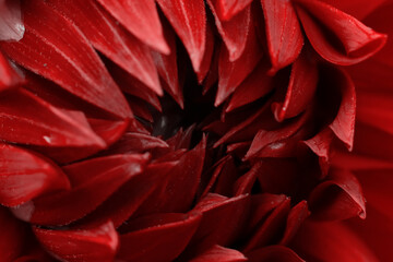 Red colored core of dahlia with lots of petals. Flower part macro photo