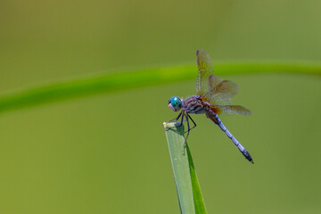 Dragonfly on a reed