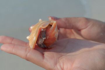 Caracol de mar sobre manos 