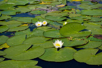 Beautiful white water lily in the pond on the background of dark leaves. The nymphaea and the leaves of the water lily are covered with water drops.
