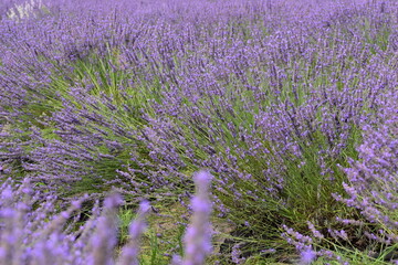 lavender  one 
 - obrazy, fototapety, plakaty