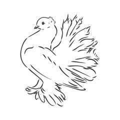 Realistic hand drawn dove. Vector illustration or element for your design.