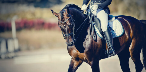 Equestrian sport. Dressage of horses in the arena.