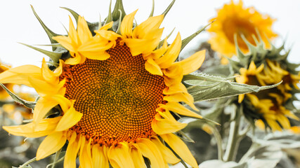 Nature wallpaper. Shiny sunflower in the field on sunny day in summer. Yellow large flowers of a sunflower on a green field.