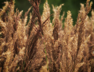 Trawy nad rzeką w Tatrach