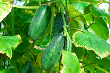 Cucumbers are growing in the garden. Growing vegetables in a greenhouse. 