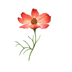  Cosmos flowers on a white background. beautiful flowers. Watercolor illustrations. hand drawing.