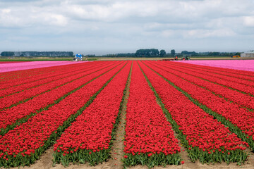 Tulip fields in Flevoland Province, The Netherlands