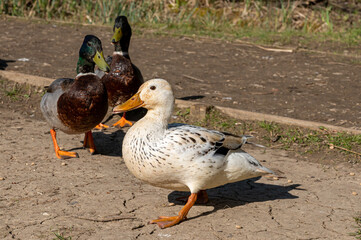 Leucistic female mallard duck with partial loss of pigmentation with a male drake mallard