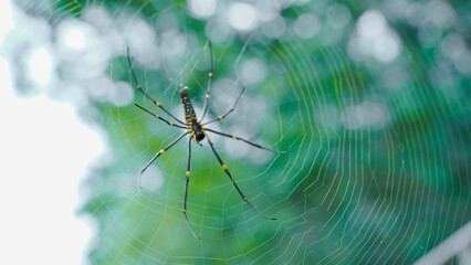 Close up macro shot of a Asia garden spider  sitting in a spider web