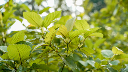 Fototapeta na wymiar The tropical Kratom tree (Mitragyna speciosa). The leaves of the tree are a mild stimulant, and were traditionally chewed by farmers and labourers needing a boost or some light pain relief.