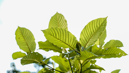 The tropical Kratom tree (Mitragyna speciosa). The leaves of the tree are a mild stimulant, and...