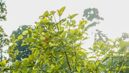 The tropical Kratom tree (Mitragyna speciosa). The leaves of the tree are a mild stimulant, and...