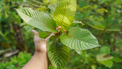 The tropical Kratom tree (Mitragyna speciosa). The leaves of the tree are a mild stimulant, and were traditionally chewed by farmers and labourers needing a boost or some light pain relief.