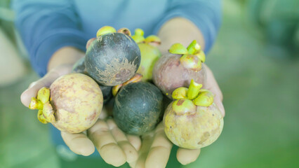 Fresh ripe mangosteen fruit from the garden with natural background Thailand