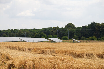Solar panels and golden wheat field in summer. ripe ear before harvest
