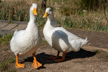 Pekin duck having a scratch