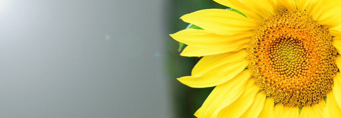 Yellow sunflower in the garden on a sunny day, close up. Summer and autumn background. Banner