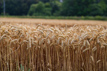 golden wheat field in summer. ripe ear before harvest