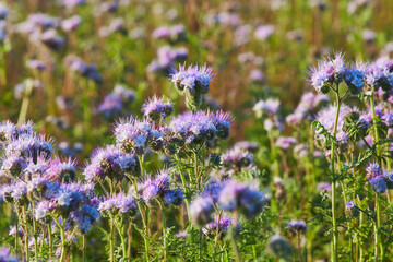 Phacelia. Close-up. A field with purple flowers.